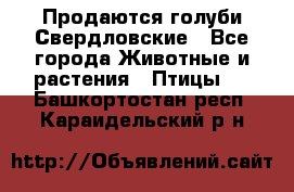 Продаются голуби Свердловские - Все города Животные и растения » Птицы   . Башкортостан респ.,Караидельский р-н